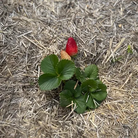 Wooden House Gabra * Podnart