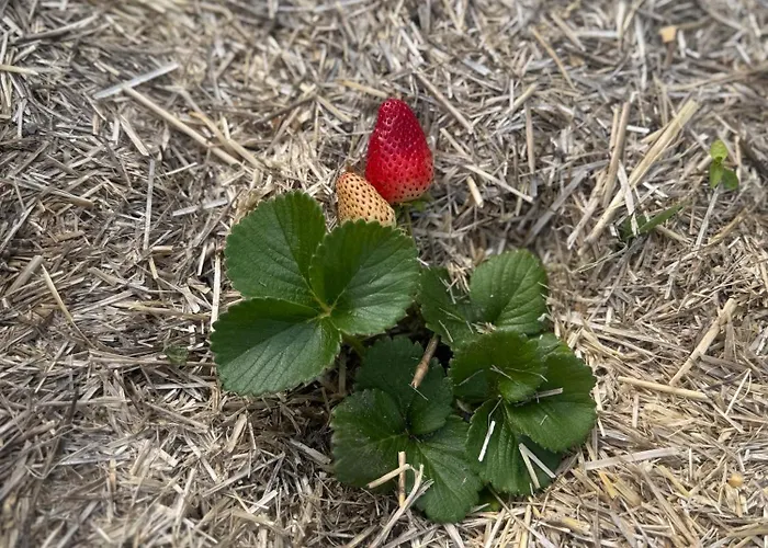Wooden House Gabra * Podnart